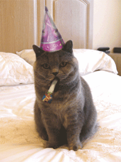 A cat celebrating a one year anniversary in Digital Marketing job role.
